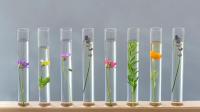 Life Science - blomster i reagensglas